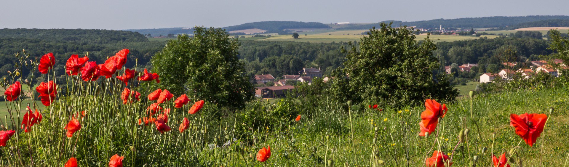 Coquelicots